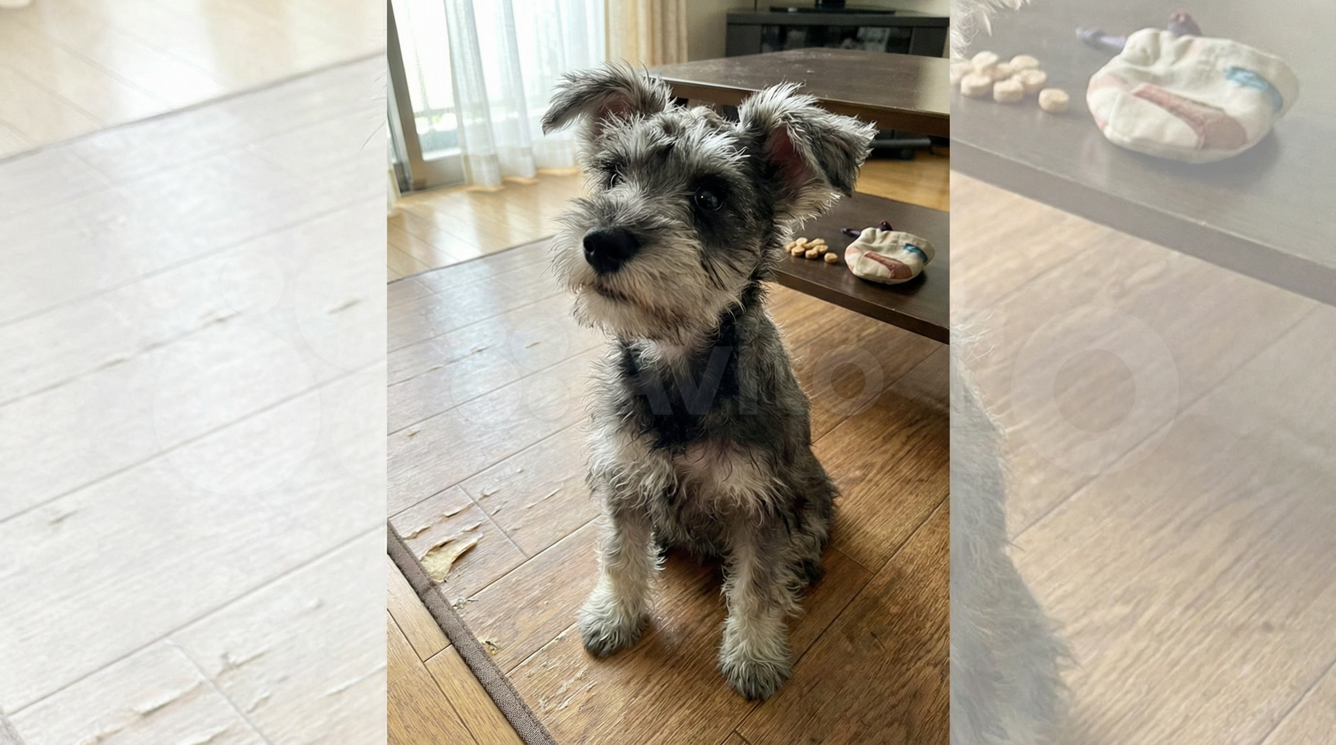 Puppy Training in Oakland Park