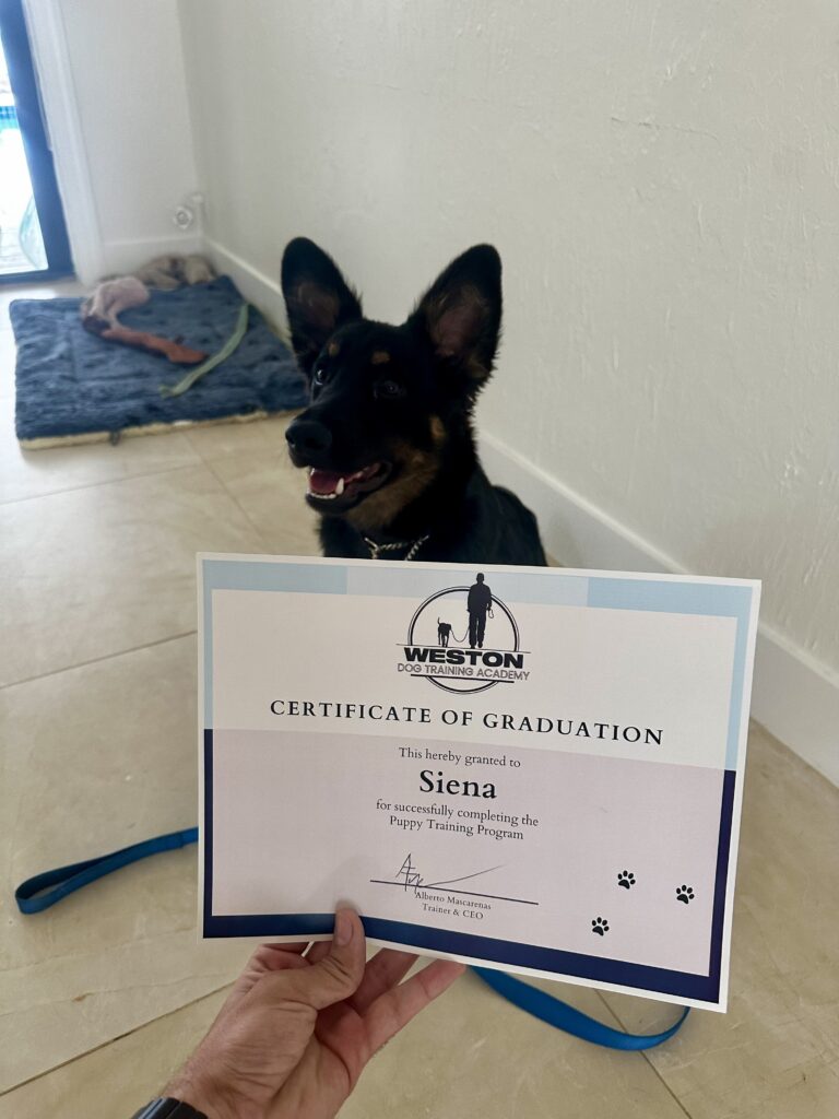 German shepherd puppy sitting down inside smiling for the camera with their diploma.