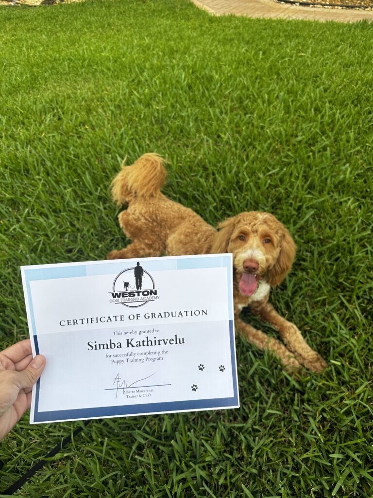 Happy dog holding a "down" "stay" in the grass of during neighborhood training