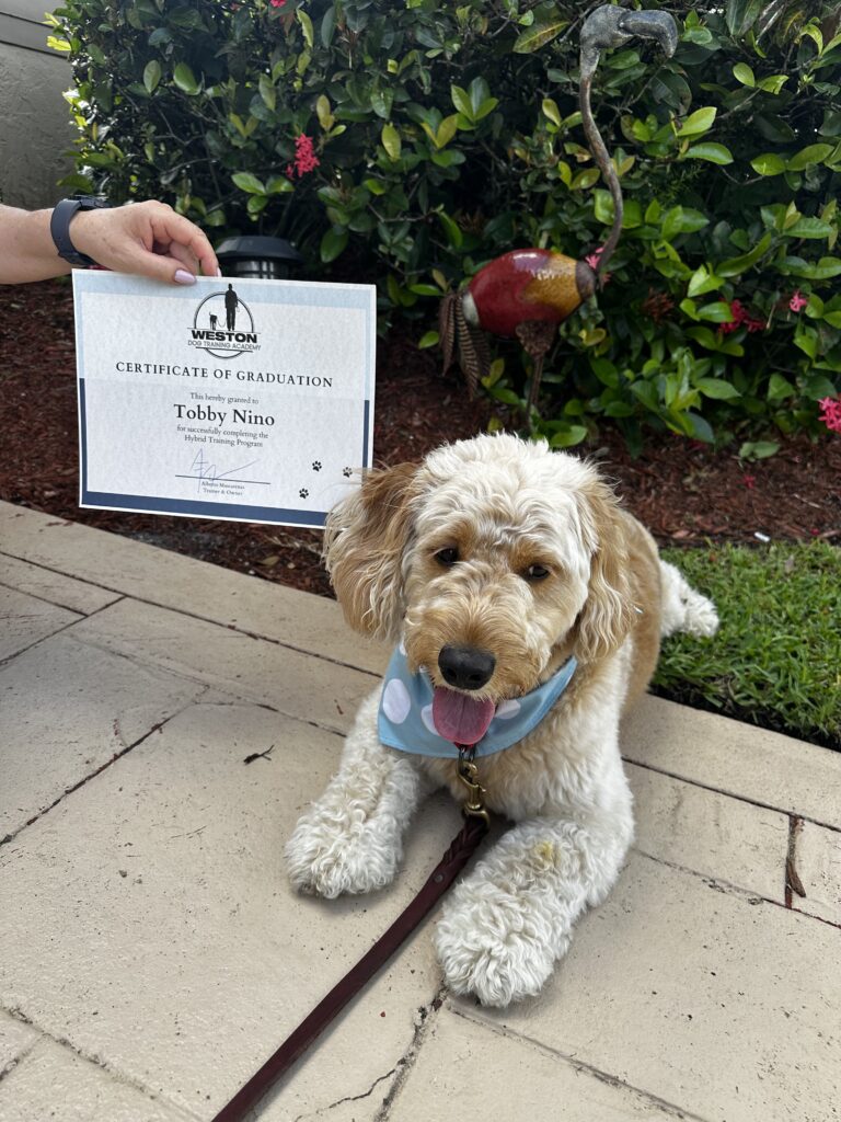 Cute puppy holding a stay in their driveway on their day of graduation.