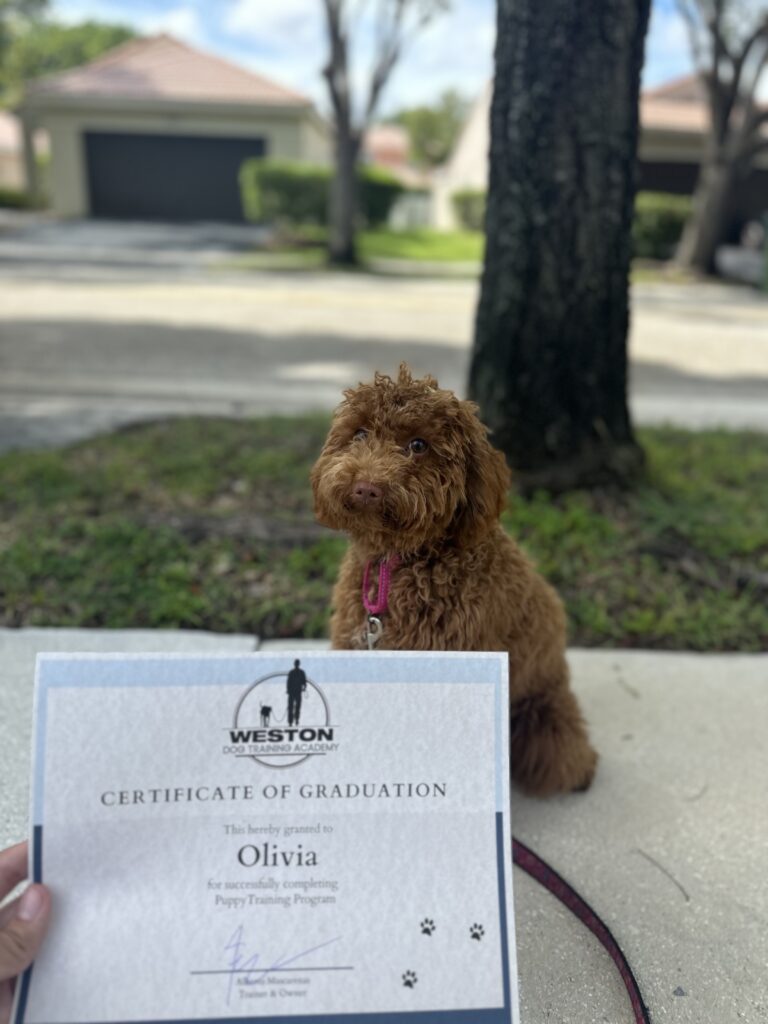 Dog holding a sit on the sidewalk while we hold their training graduation diploma.